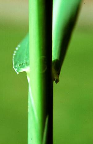 Barnyardgrass Stem (link to large image)