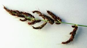 Barnyardgrass (link to large image)