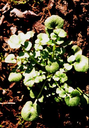 Little Bittercress (link to large image)