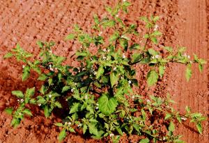 Black Nightshade (link to large image)