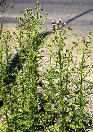 Canadian Thistle