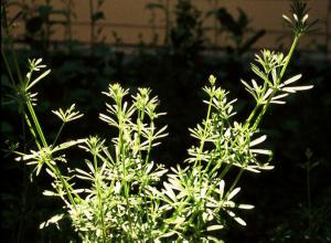 Catchweed Bedstraw (link to large image)