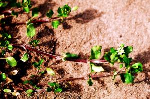 Common Chickweed Flowers (link to large image)