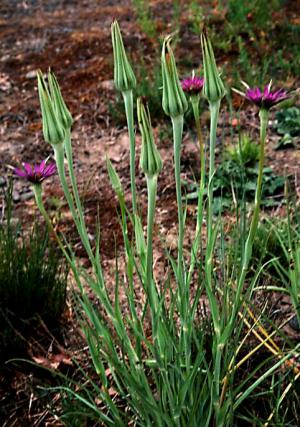 Commopn Salsify (link to large image)