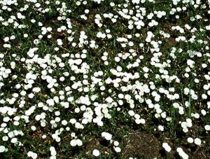 Field Bindweed (link to large image)