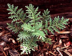 Flixweed Seedling (link to large image)