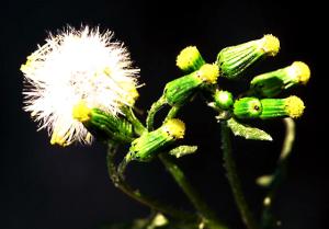 Common Groundsel