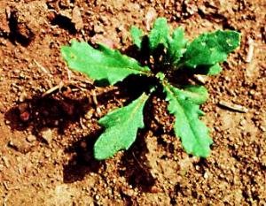 Common Groundsel (link to large image)