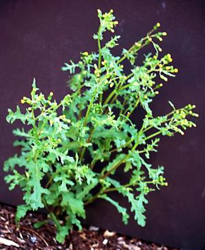 Common Groundsel (link to large image)