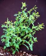 Common Groundsel