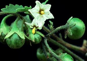 Hairy Nightshade Flower and Berries (link to large image)