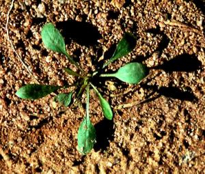 Horseweed Seeling (link to large image)