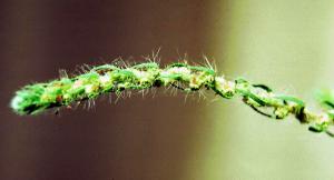 Kochia Flower (link to large image)