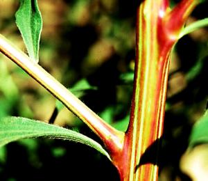 Kochia Stem (link to large image)