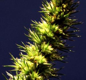 Powell's Amaranth Flowers (link to large image)