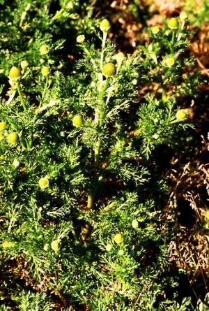 Pineappleweed Mature Plant (link to large image)