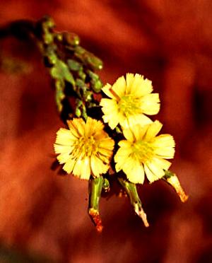 Prickly Lettuce Flower (link to large image)