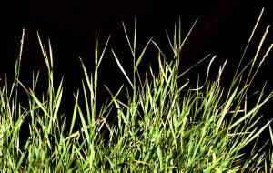 Quackgrass