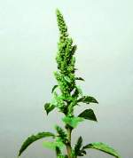 Redroot Pigweed