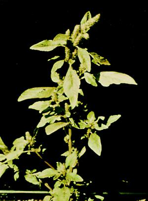 Redroot Pigweed