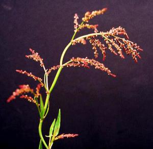 Red Sorrel Flowers (link to large image)