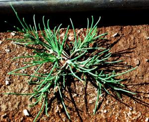 Russian Thistle Seedling (link to large image)