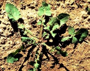 Annual Sowthistle Seedling (link to large image)