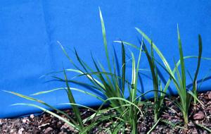 Yellow Nutsedge Seedling (link to large image)