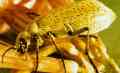 Blister Beetle Adult - Link to larger image (108K)