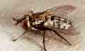 Tachinid Fly Parasite - Link to larger image (118K)