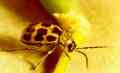 Western Spotted Cucumber Beetle - Link to Larger Image (93K)
