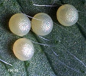 Alfalfa looper eggs