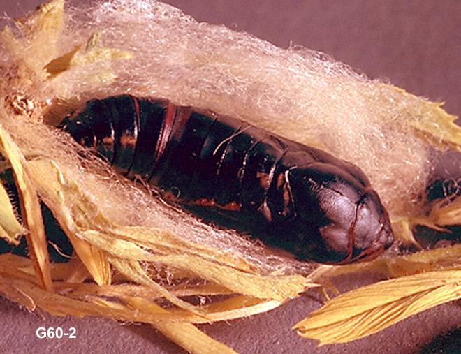 Alfalfa Looper Pupa