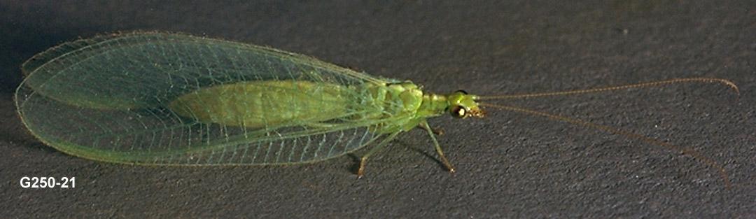 Green Lacewing Adult