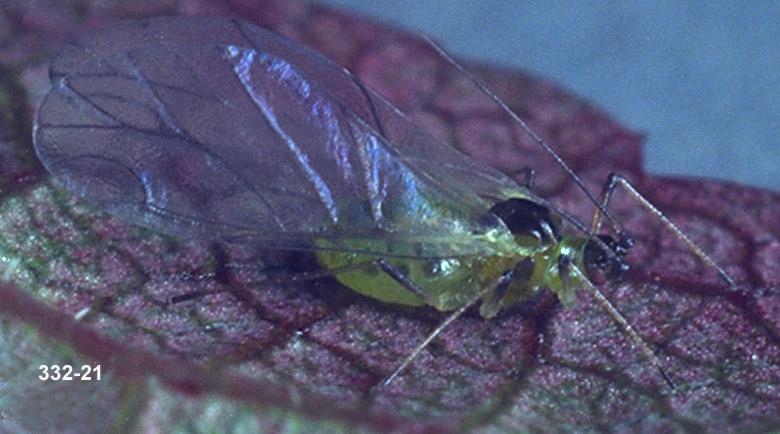 Alate Form of Mint Aphid