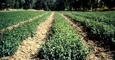 Certified Mint Root Stock Nursery