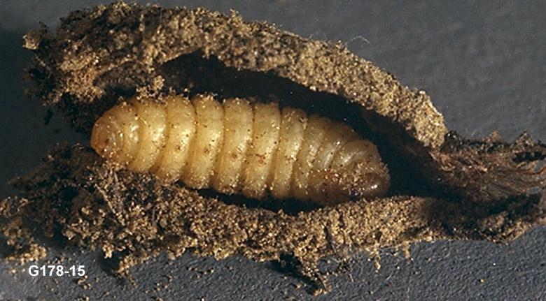 Mint Root Borer Prepupa in Hibernaculum