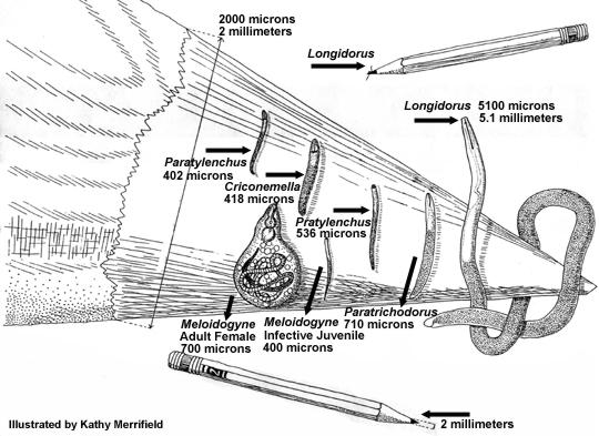 Relative Sizes of Nematodes