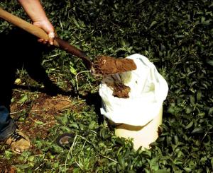 Nematode Sampling