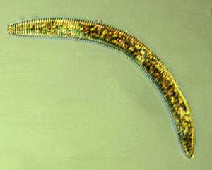 Ring Nematode