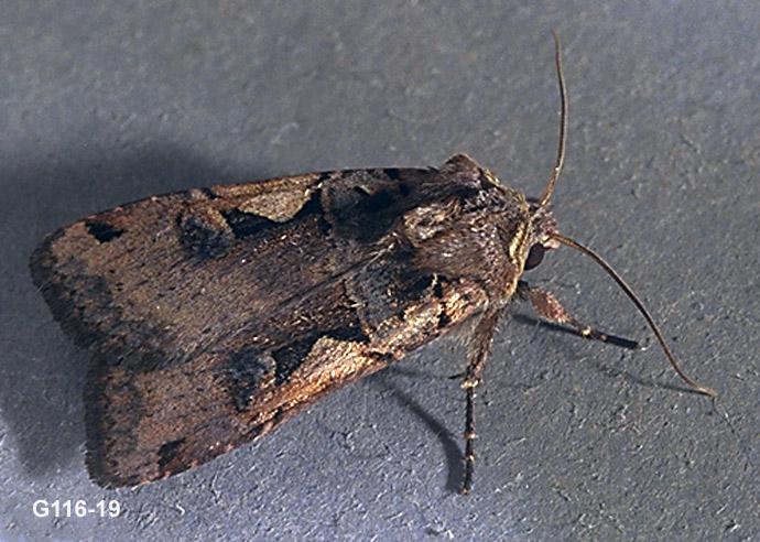 Spotted Cutworm Adult