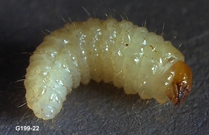 Strawberry Root Weevil Larva