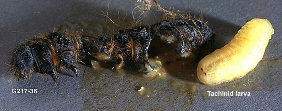 Tachinid Larva Emering From Prey