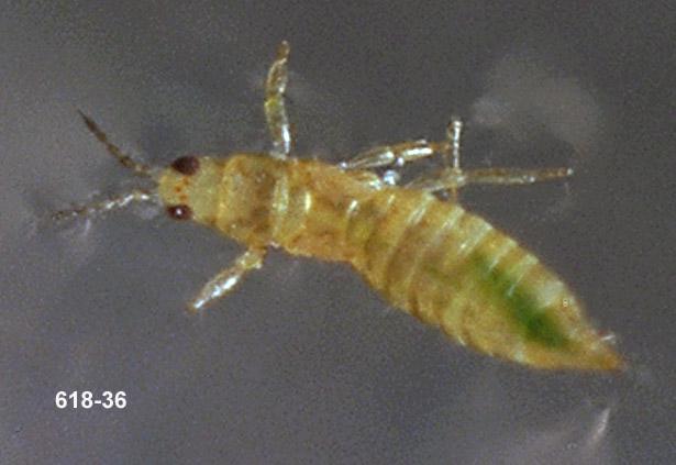 Western Flower Thrips