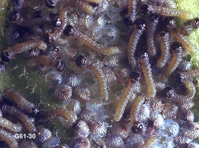 Variegated Cutworm Eggs and Larvae