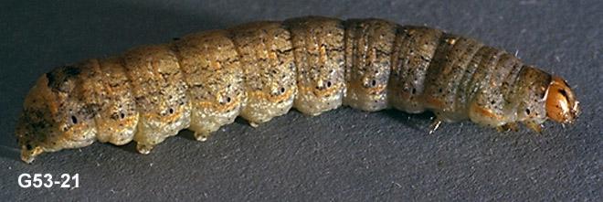 Variegated cutworm larva