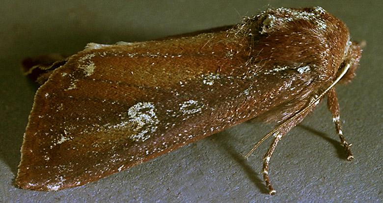 Zebra Caterpillar Adult